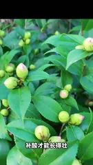 Camellia Care Guide (Understanding Camellia Light Requirements and Tips for Avoiding Sunburn) 3
