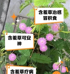 Cultivation and Care Techniques for Sensitive Plants (Discover the secrets of sensitive plant growth and create a green oasis)2