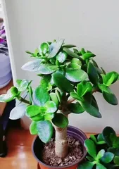 Indoor Jade Plant Care Guide (Creating a Lush Indoor Jade Plant Home) 1