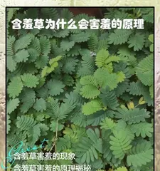 Cultivation and Care Techniques for Sensitive Plants (Discover the secrets of sensitive plant growth and create a green oasis)3