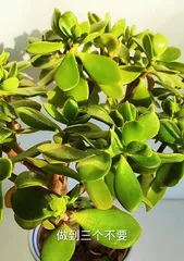 Indoor Jade Plant Care Guide (Creating a Lush Indoor Jade Plant Home) 2