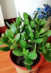 Indoor Jade Plant Care Guide (Creating a Lush Indoor Jade Plant Home) 3