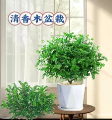 Rosewood Aroma Pot Plant Guide (A Comprehensive Guide from Seedling Selection to Maintenance)