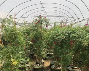 Pitcher Plant Potting Guide (From Seedling to Care, A Comprehensive Pitcher Plant Potting Guide) 2