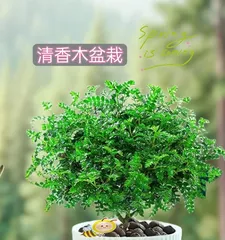 Pitcher Plant Potting Guide (From Seedling to Care, A Comprehensive Pitcher Plant Potting Guide) 3