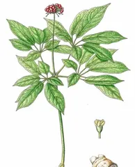 The Art of Caring for Potted Tianqi in Winter (Secrets to Keeping Your Tianqi Healthy in the Cold Winter) 1