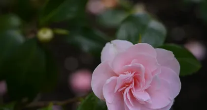 How to grow tea camellia to bloom quickly? (Master the key techniques to make tea camellia bloom with fragrance)