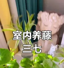 The Art of Caring for Potted Tianqi in Winter (Secrets to Keeping Your Tianqi Healthy in the Cold Winter) 2