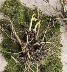 The Art of Caring for Potted Tianqi in Winter (Secrets to Keeping Your Tianqi Healthy in the Cold Winter) 3