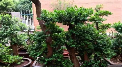 The Planting and Maintenance of Buxus in the Courtyard (Understanding the Characteristics and Techniques of Buxus to Create a Comfortable Private Courtyard)