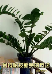 Guide to caring for Zamioculcas zamiifolia indoors during winter (How to care for Zamioculcas zamiifolia indoors in winter?)