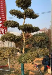 Planting and Maintaining Boxwood in the Courtyard (Understanding the Characteristics and Techniques of Boxwood to Create a Comfortable Private Courtyard) 2
