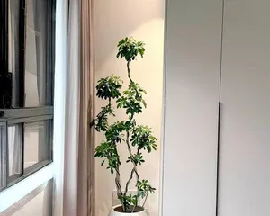 The Secret to Caring for Zamioculcas盆栽 (How to Effectively Take Care of Zamioculcas盆栽 for Thriving Growth)