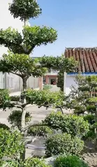 Planting and Maintaining Boxwood in the Courtyard (Understanding the Characteristics and Techniques of Boxwood to Create a Comfortable Private Courtyard) 3