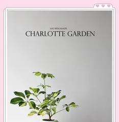 Care Secrets for Schefflera Potted Plants (How to Effectively Care for Schefflera Potted Plants to Ensure Vigorous Growth) 2