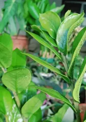 A Guide to Winter Indoor Care for Money Trees (How to care for Money Trees indoors in winter?) 3