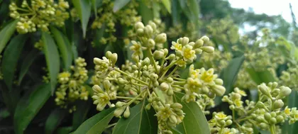 Cassia Care Guide (Knowing Autumn by One Leaf, Blooming the Fragrant Beauty of Cassia)