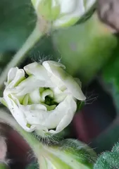 Pelargonium Care Guide (A Leaf Knows Autumn, Blooming Fragrant and Beautiful Pelargonium) 2