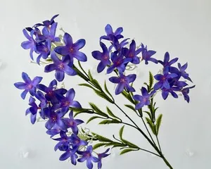 Pelargonium Care Guide (A Leaf Knows Autumn, Blooming Fragrant and Beautiful Pelargonium) 3