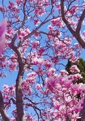 Cultivation Tips for Magnolia Flowers (How to Properly Care for Picked Magnolia Flowers) 1