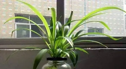 Growing spider plants is also suitable for indoors (spider plant care tips, worry-free indoor planting, great helper for home greening)