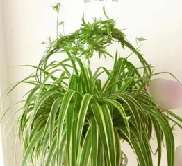 Growing Spider Plants Indoors: A Guide (Spider Plant Care Tips, Safe Indoor Planting, A Great Helper for Home Greening) 2