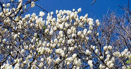 Cultivation Tips for Magnolia Flowers (How to Properly Care for Picked Magnolia Flowers) 2