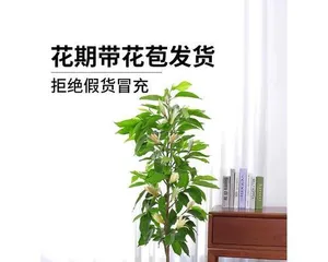 Cultivation Tips for Magnolia Flowers (How to Properly Care for Picked Magnolia Flowers) 3
