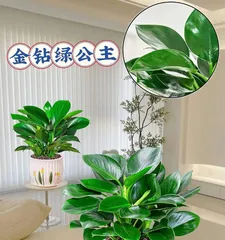 Jade Tree Winter Care Guide (Keep Your Jade Tree Healthy Through Winter, Beautifully Blooming)