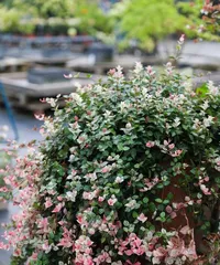 Blooming leaves, charming flowers – ornamental foliage flowers (unique and charming foliage flowers: how to appreciate and care for them?)