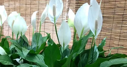 盛开的叶,迷人的花——观赏叶的花卉(独具魅力的叶子花卉,如何欣赏和养护?)2