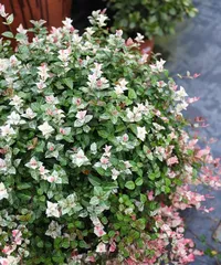 盛开的叶,迷人的花——观赏叶的花卉(独具魅力的叶子花卉,如何欣赏和养护?)3