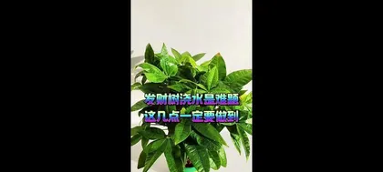 Tips for watering money trees (How to properly water indoor money trees? Watering frequency, amount of water, and watering time)