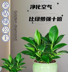 Philodendron Winter Care Guide (Keep Your Philodendron Healthy and Blooming Beautifully Through Winter) 3