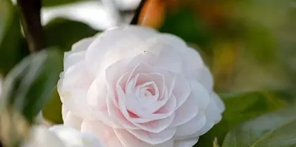 The Meaning and Symbolism of Red Camellia (Exploring the Meaning and Symbolism of Camellia)