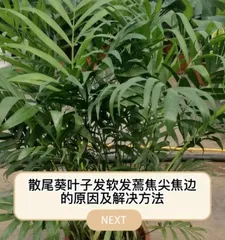 Complete Guide to Green Paris Kalanchoe Care (How to make your Green Paris Kalanchoe healthier? Great tips for Green Paris Kalanchoe care!) 1