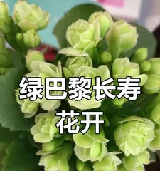 Complete Guide to Green Paris Kalanchoe Care (How to make your Green Paris Kalanchoe healthier? Great tips for Green Paris Kalanchoe care!) 3