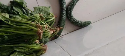 Spinach loves the sun, do you know that? (Unveiling the growth habits and care tips of spinach)