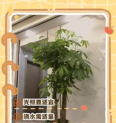 How to make the fortune tree grow taller? Master these tips to make your fortune tree thrive! (The key tricks of the fortune tree, from cultivation to care, all included!)