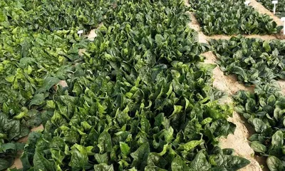 菠菜喜欢阳光,你知道吗?(揭秘菠菜的生长习性及养护技巧)3