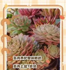Secrets to Growing Qingshengjin Succulents (Qingshengjin Succulent Care Tips and Key Points) 1