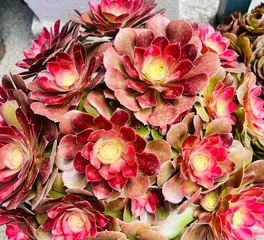 Secrets to Growing Qingshengjin Succulents (Qingshengjin Succulent Care Tips and Key Points) 2