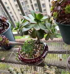 Secrets to Growing Qingshengjin Succulents (Qingshengjin Succulent Care Tips and Key Points) 3