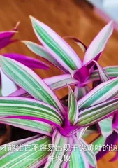 African Violet Care Guide (Creating a Fragrant Blooming African Violet Garden) 2