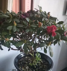 How to Deal with Black Leaves on Flowering Cherry Trees (Care Tips and Precautions for Flowering Cherry Trees)