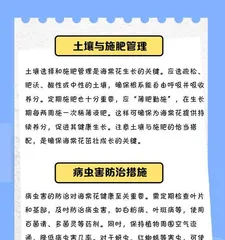 How to Deal with Blackening Leaves on Chinese Crabapples (Chinese Crabapple Care Tips and Precautions) 2