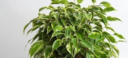 Caring Guide for Small Peace Trees (Creating Home Happiness Greenery, Starting with Small Peace Trees)