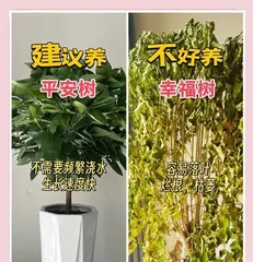 Care Guide for Small Peace Trees (Creating a Happy Green Home, Starting with Small Peace Trees) 2