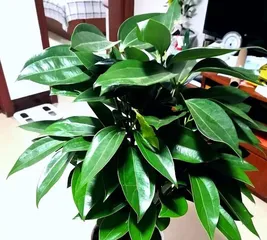 Care Guide for Small Peace Trees (Creating a Happy Green Home, Starting with Small Peace Trees) 3