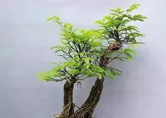 The Art of Creating a Albizia bonsai tree: Techniques for Crafting Beautiful and Ecological bonsai tree